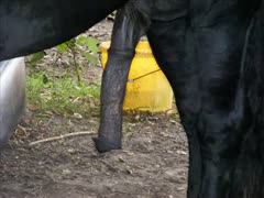 A large horse dick being caught on camera
